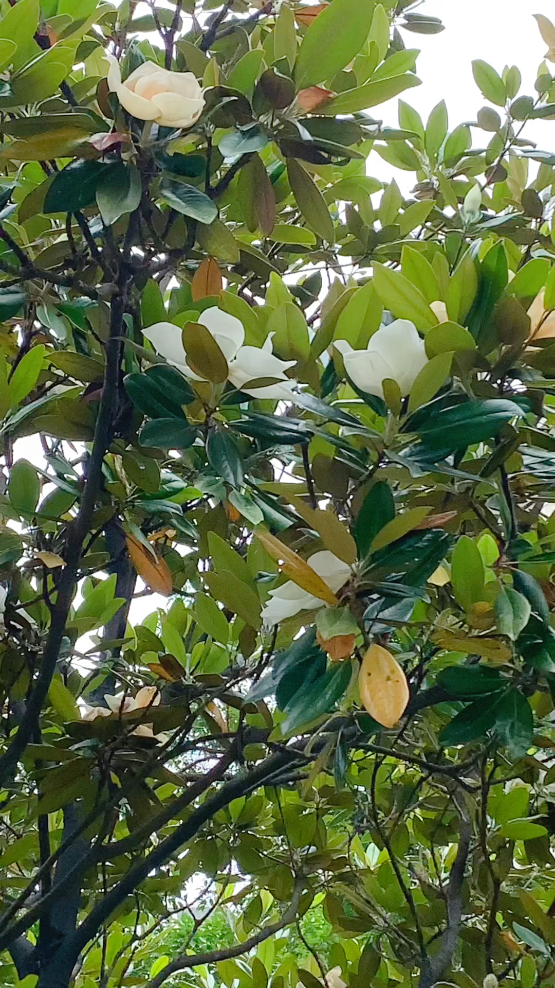 荷花玉兰,又名广玉兰,状似玉兰树上的荷花,亭亭玉立,洁白如玉,花语