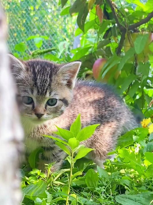 绿眼流浪猫崽崽:你是来拉的吧?