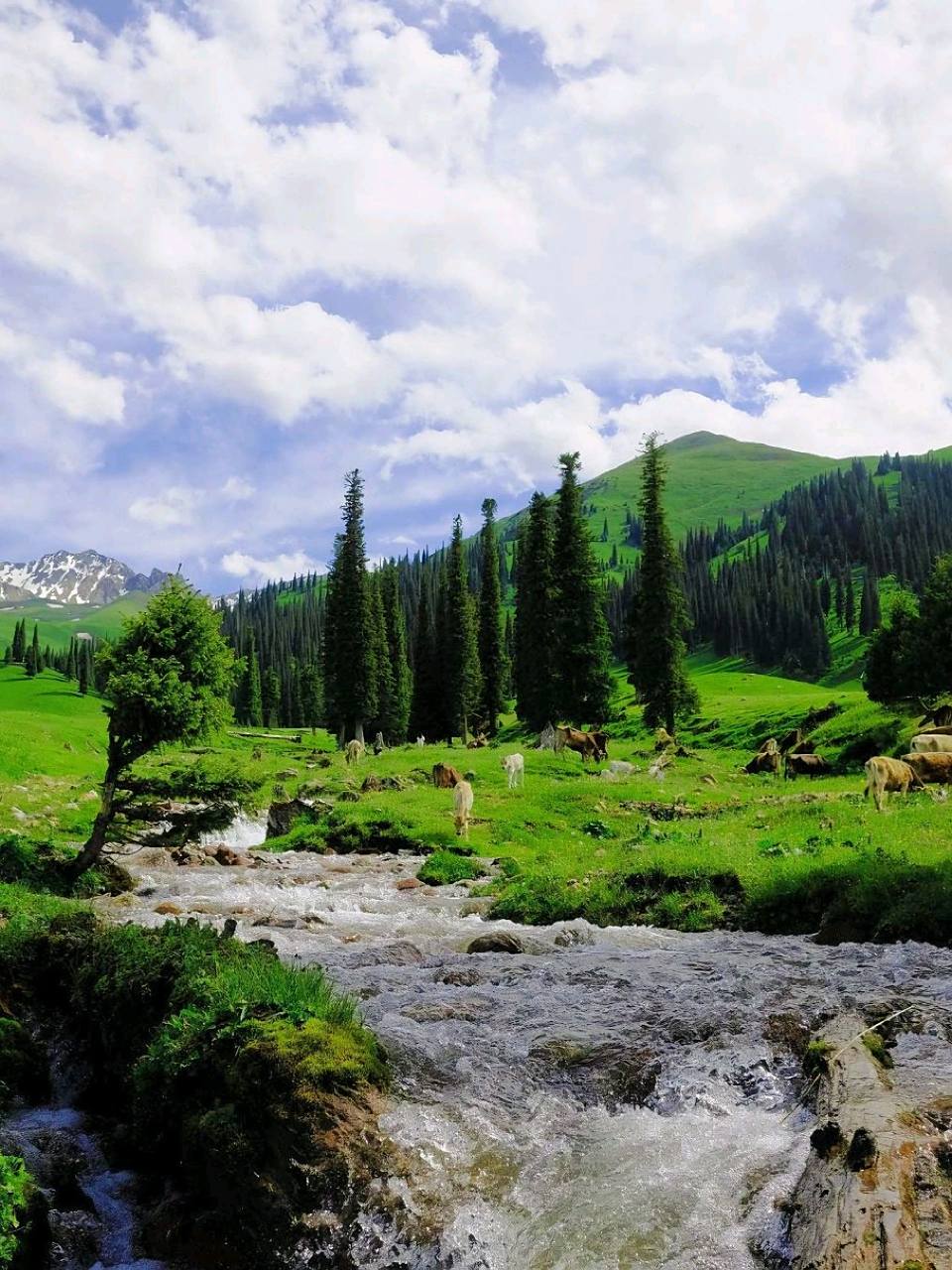 夏天92新疆伊犁98真的好像漫画里的样子 新疆伊犁的夏季美景在我