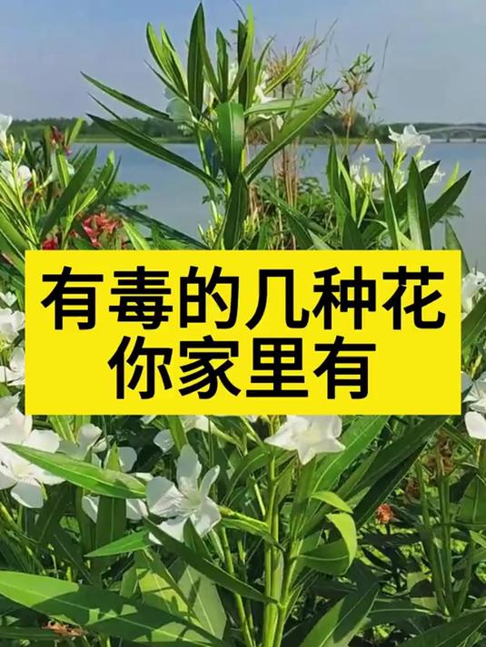 有毒的几种花你家里有么,平时养护