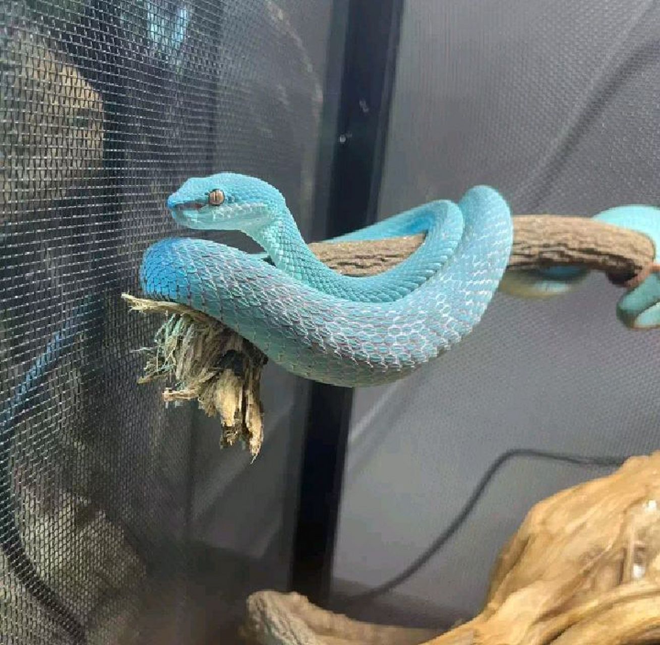 网友:在宠物医院看到的,这是什么蛇呀,怎么这个颜色?