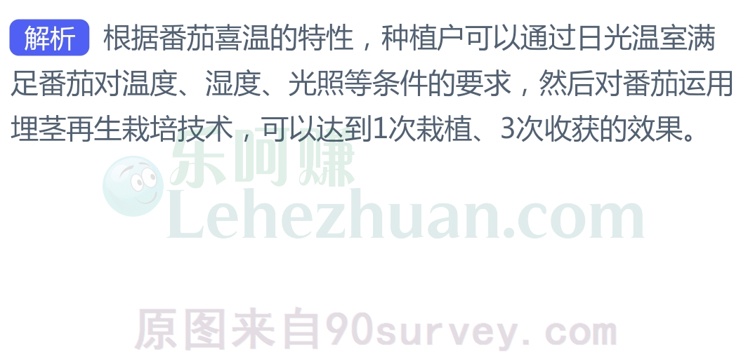 大棚番茄能做到1次栽植3次收获是通过埋茎再生技术