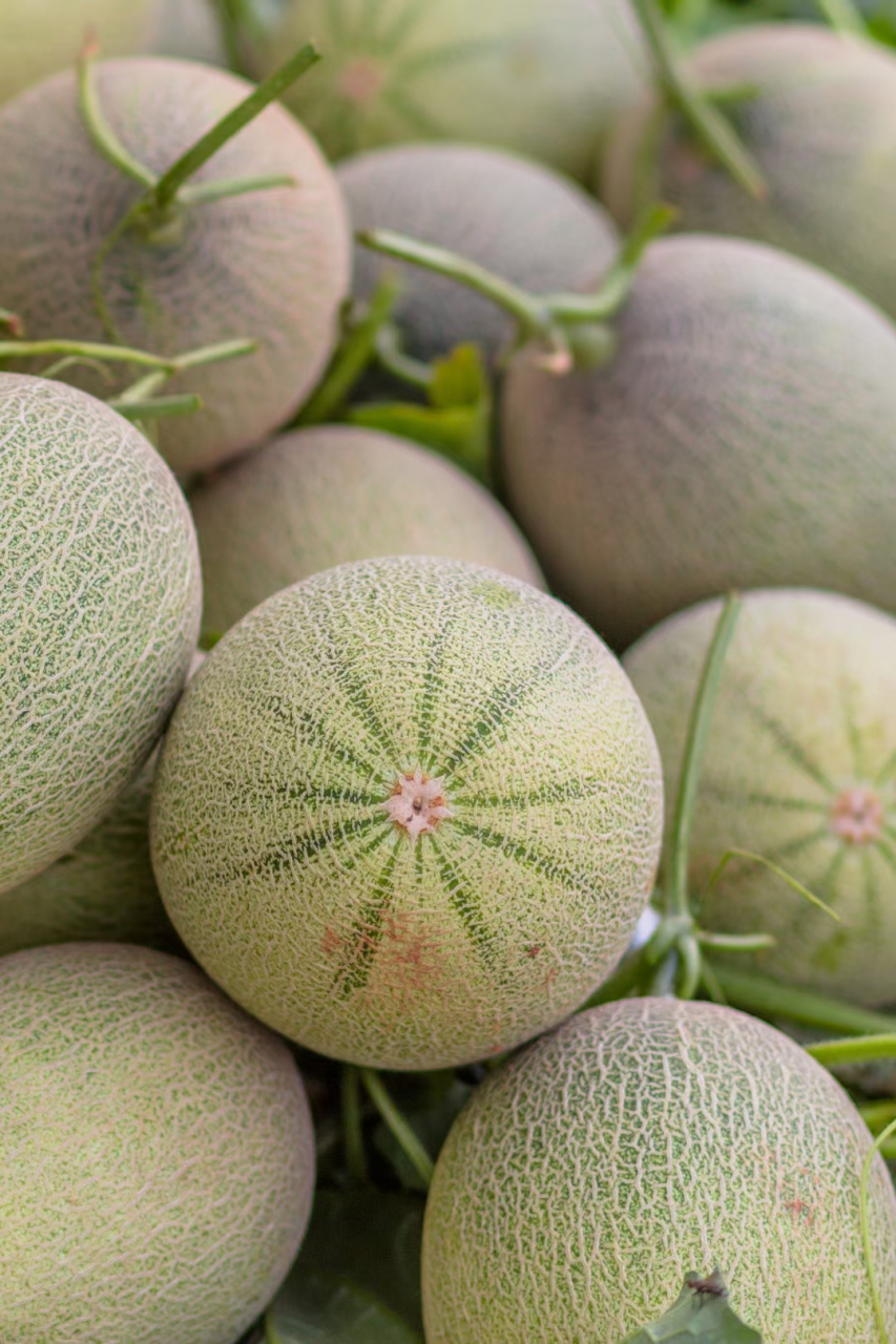 一花一藤结一瓜,最甜不过哈密瓜为保证瓜的品质 科学种植,物理除虫