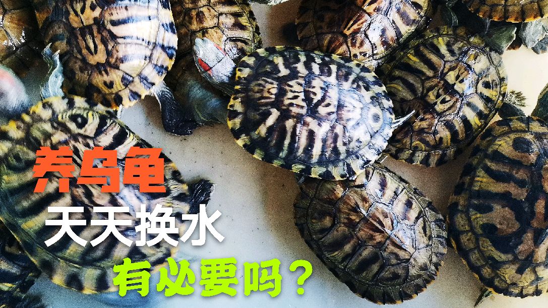养乌龟,天天换水有这个必要吗?看看就知道了