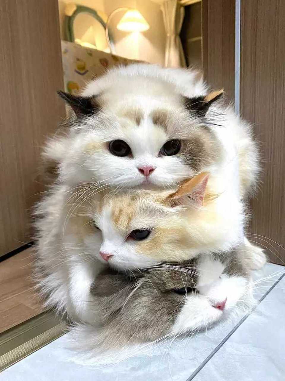 三只颜值超高的布偶猫,一起叠猫猫啦!