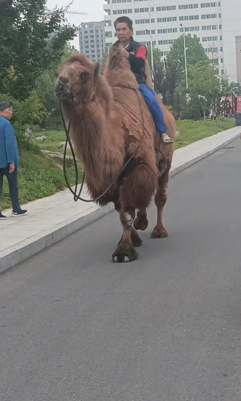 城里还能看到大骆驼啊,骆驼的脚好大啊!