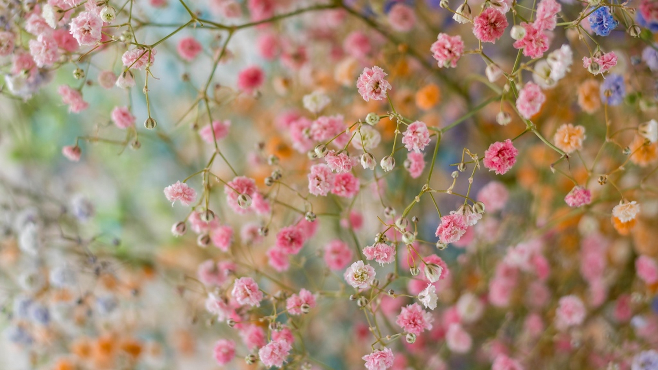 清新唯美的满天星壁纸,满天星在插花的时候最常见的配角,但即使作为