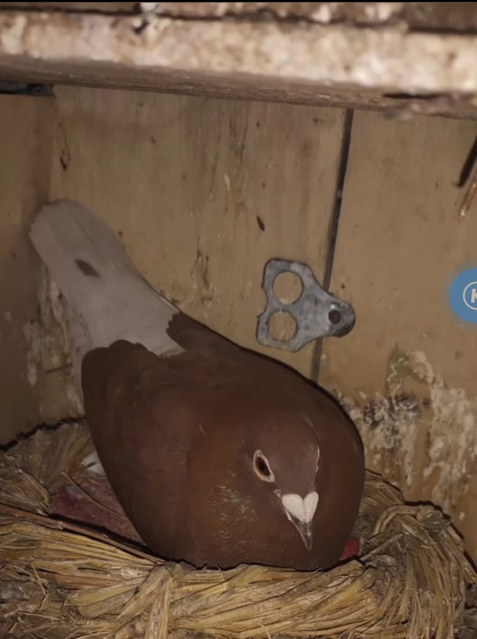 红西翁小鸽子,宠物分享!