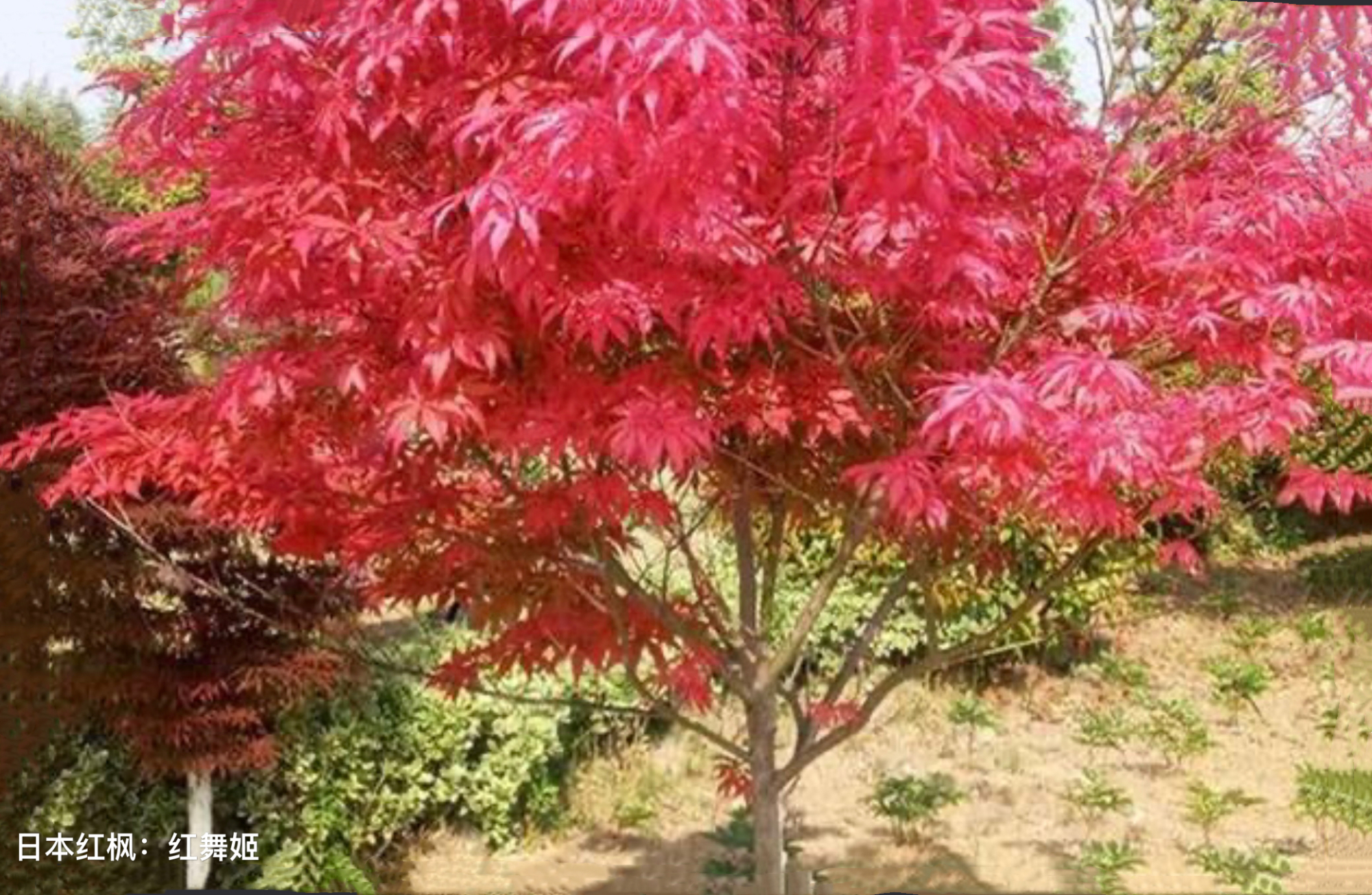 "彩叶如花"18种枫树的鉴别