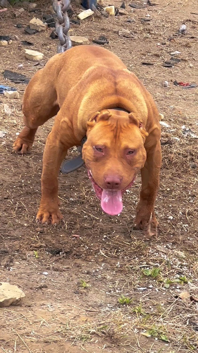 比特犬:申请出战