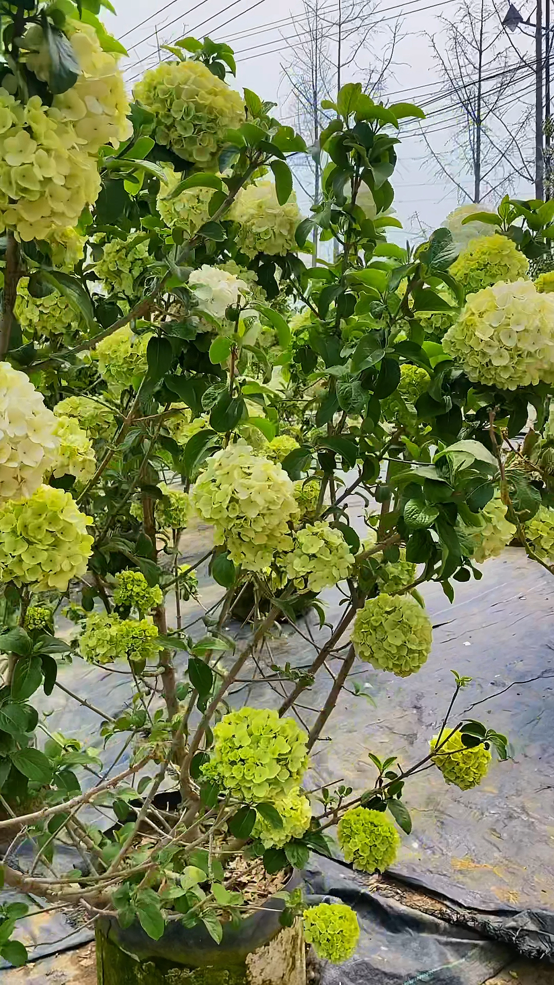 中华木绣球又名斗球花开如斗耐寒耐旱南北方均可以栽植-度小视