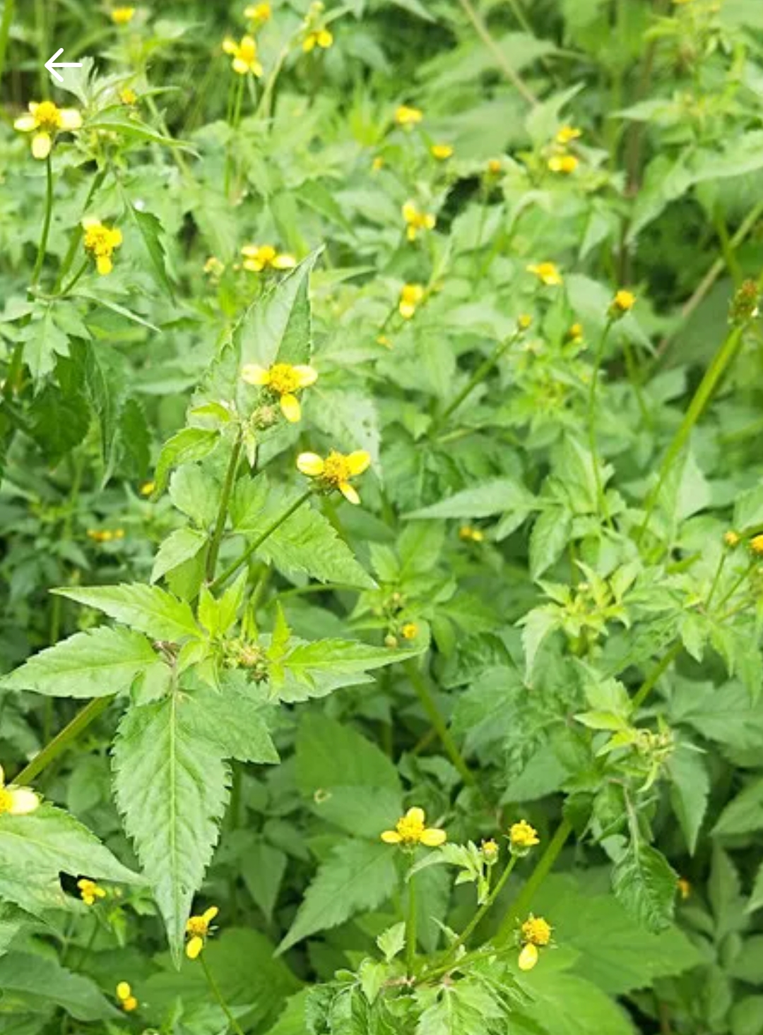 野草《一包针》很多人不知道的价值