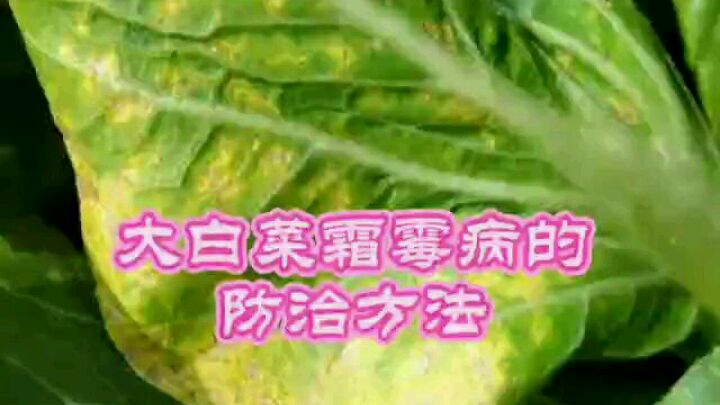大白菜霜霉病的防治方法