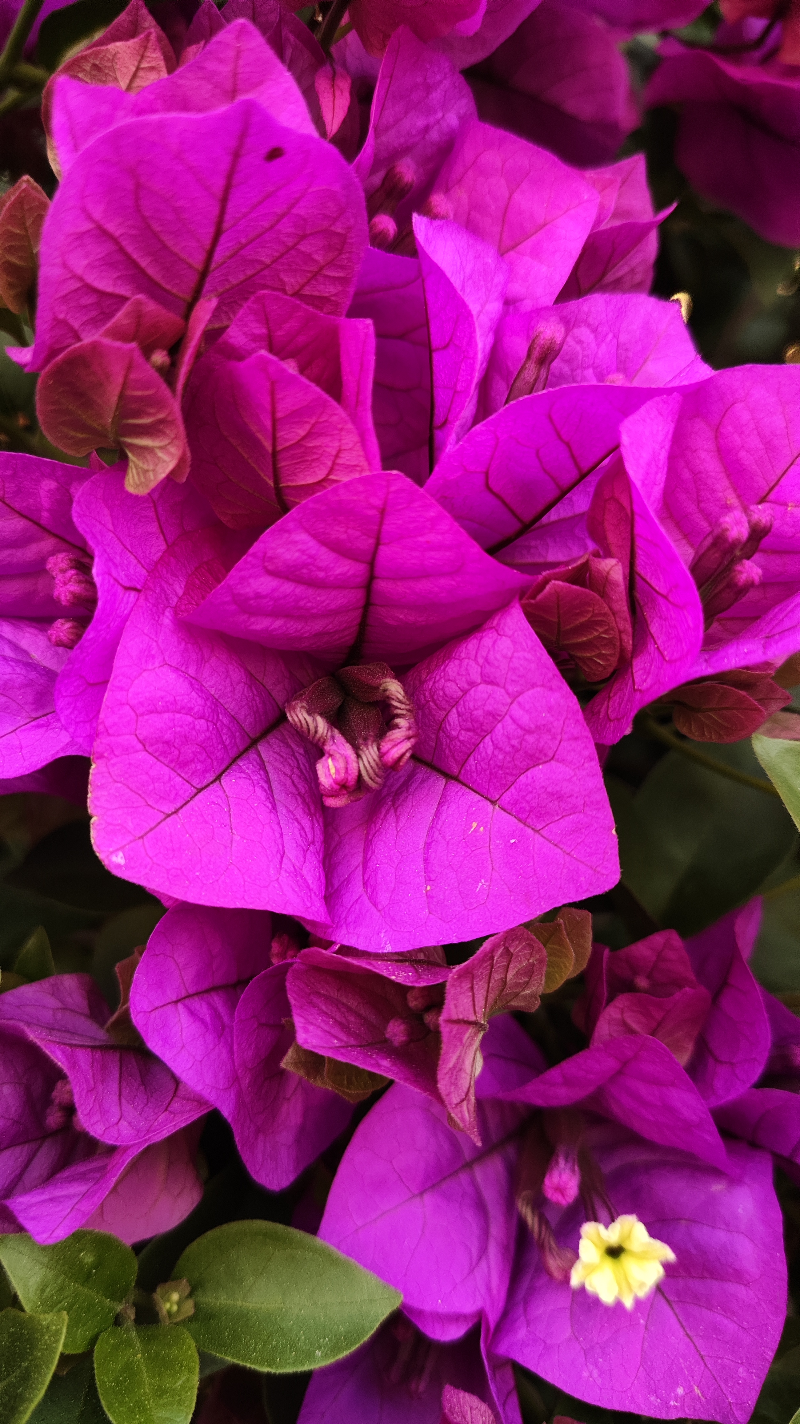 云南紫——三角梅的一种