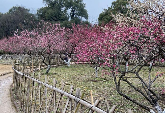 杭州孤山梅花图片图片