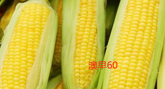 60天早熟玉米品种