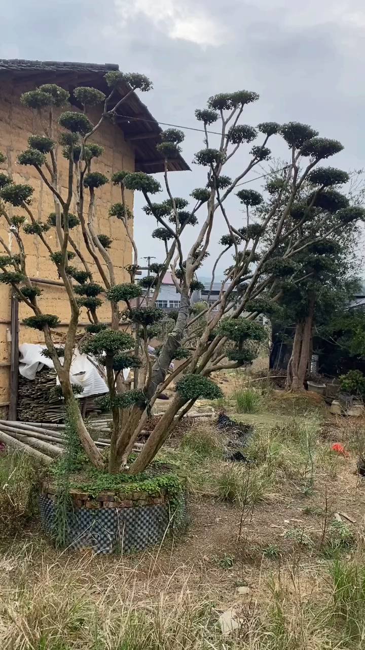 四季常青的赤楠树别墅庭院设计中用到的地方最多