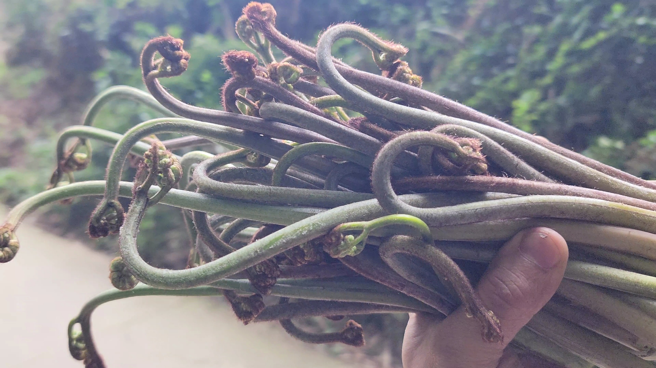 蕨菜是一种蔬菜,又称蕨根菜,是一种多年生草本植物,属于蕨类植物
