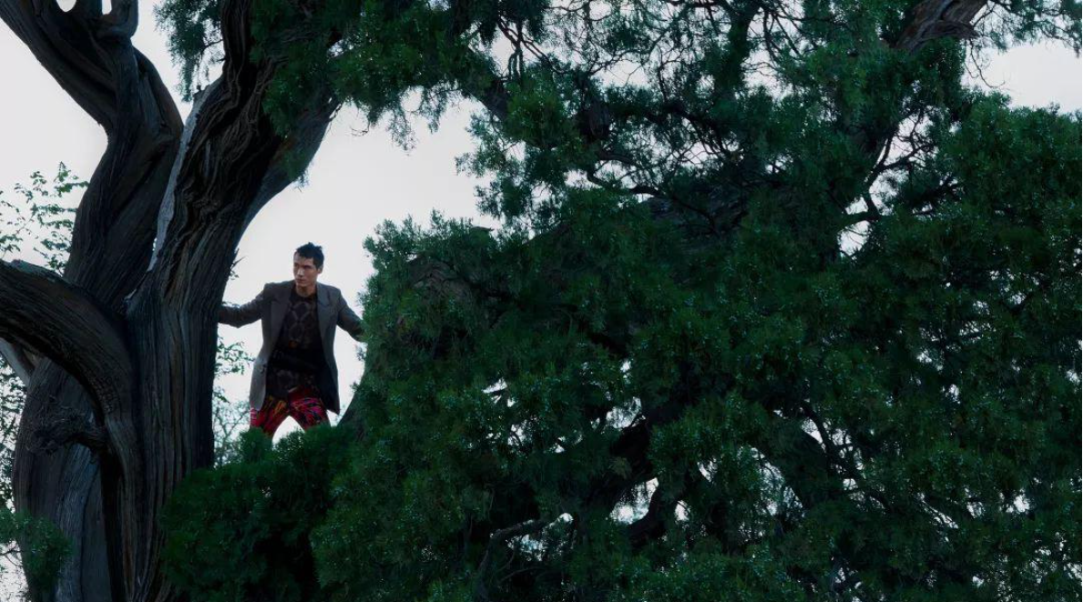 《树上的男爵》:卡尔维诺驾着想象力贴着地面低空飞行