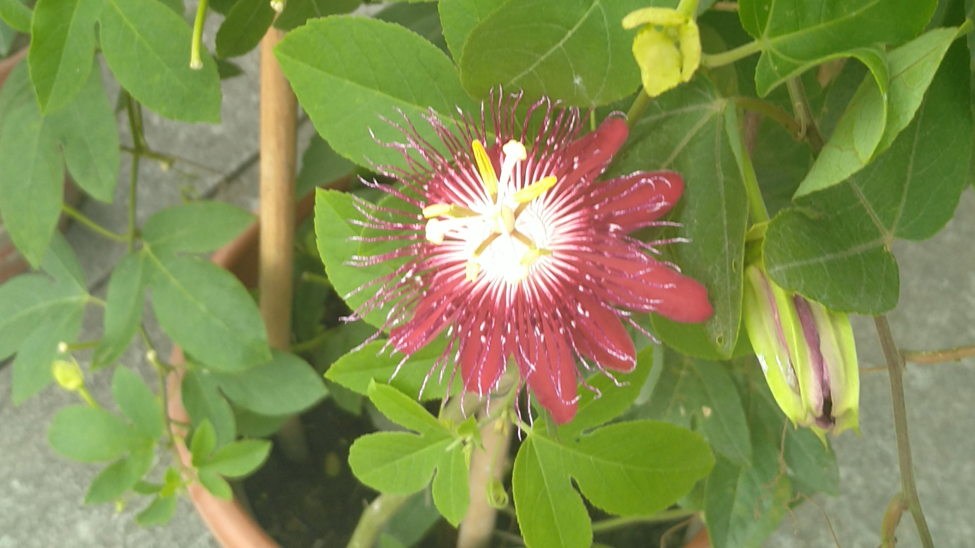 红花西番莲,花大,观赏性极佳,被称为陆地上的莲花