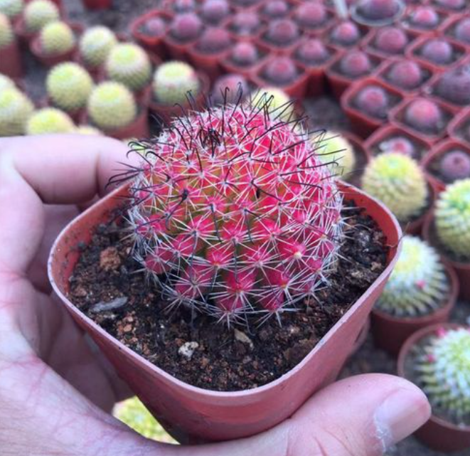 十大最贵仙人球?挑战你的钱包极限,让你大开眼界!