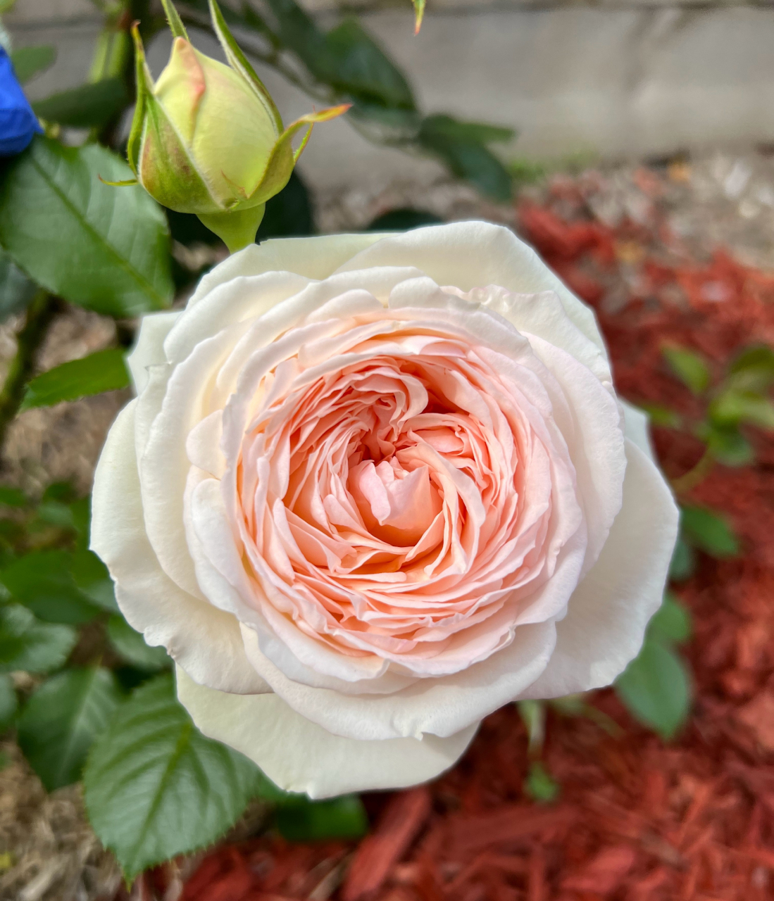 粉色龙沙宝石 另一株白色龙沙宝石 奥利维亚 白色龙沙宝石 粉色龙沙