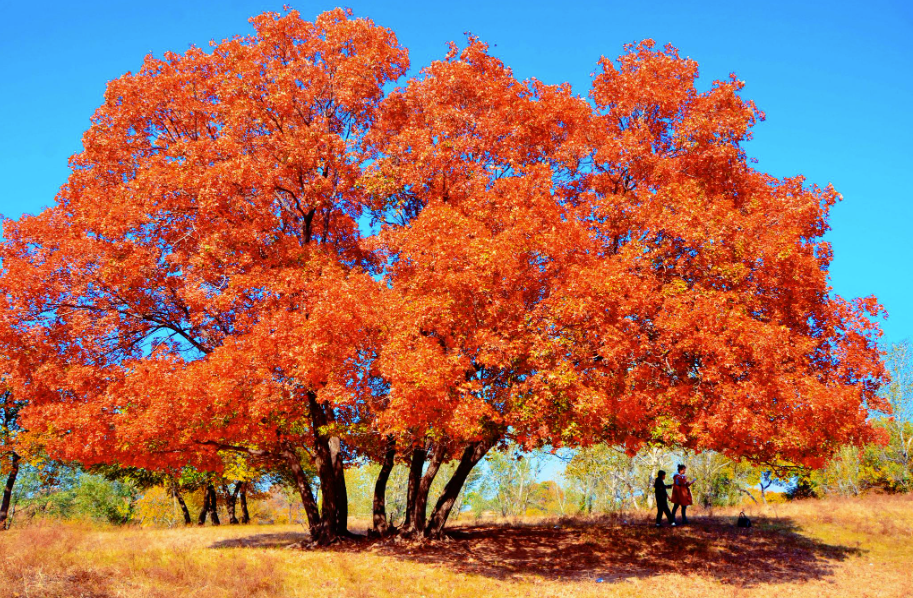 秋天有什么树?是什么颜色?