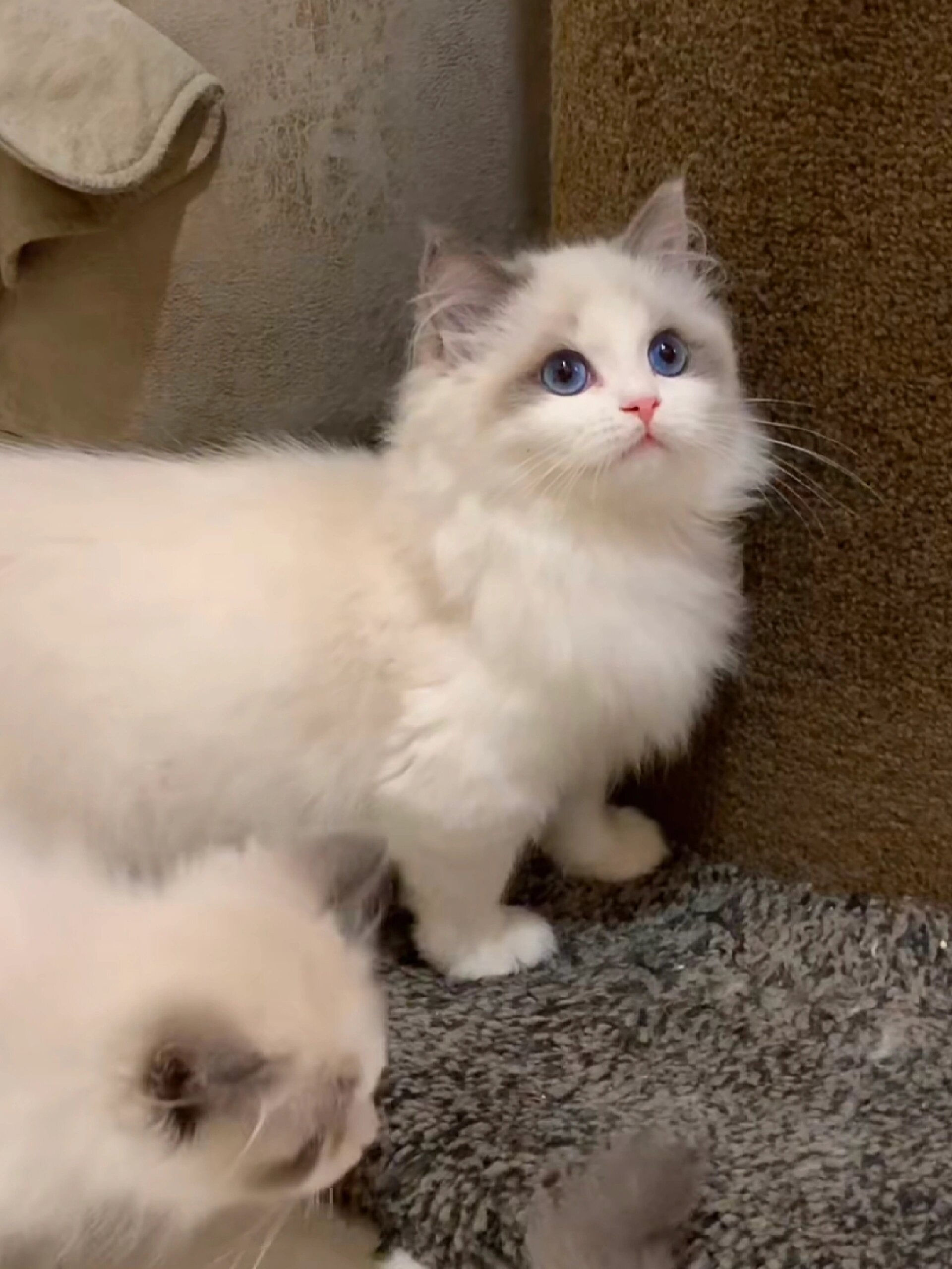 蓝双布偶猫有一种独特的美,像江南女子的妆容,淡雅清透,超凡脱俗.
