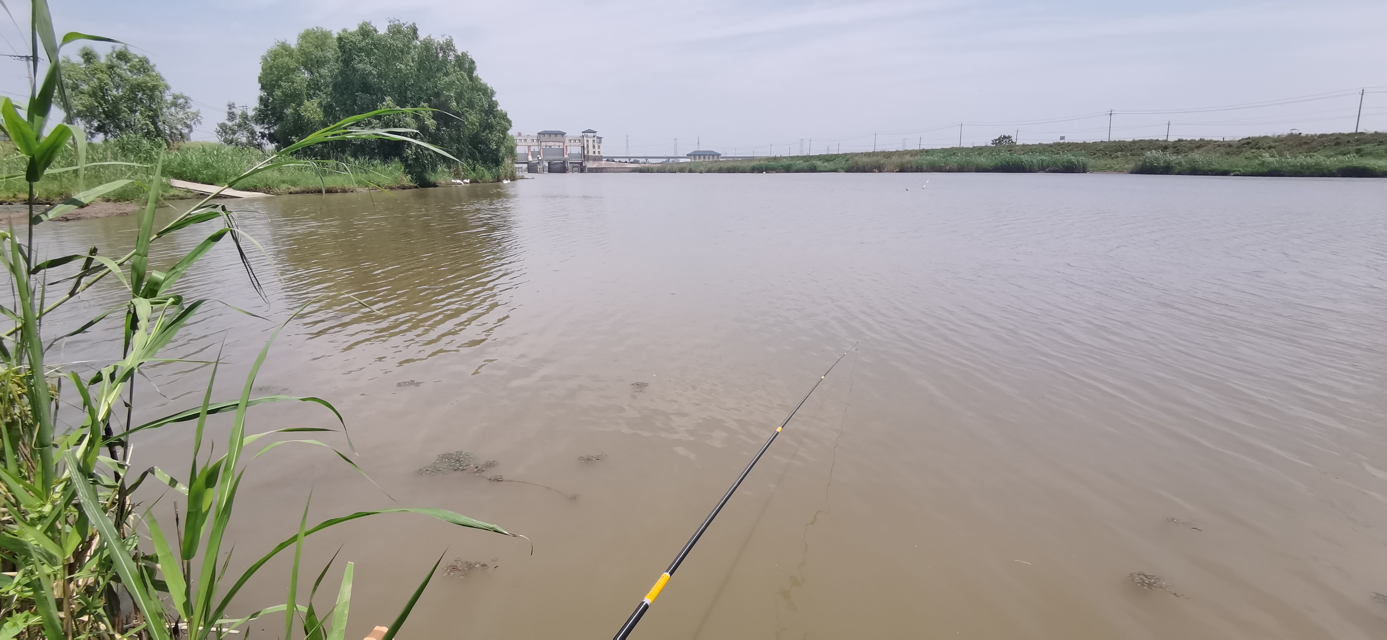 小河边垂钓,四周风景秀美,芦苇荡里喇叭花开得正艳