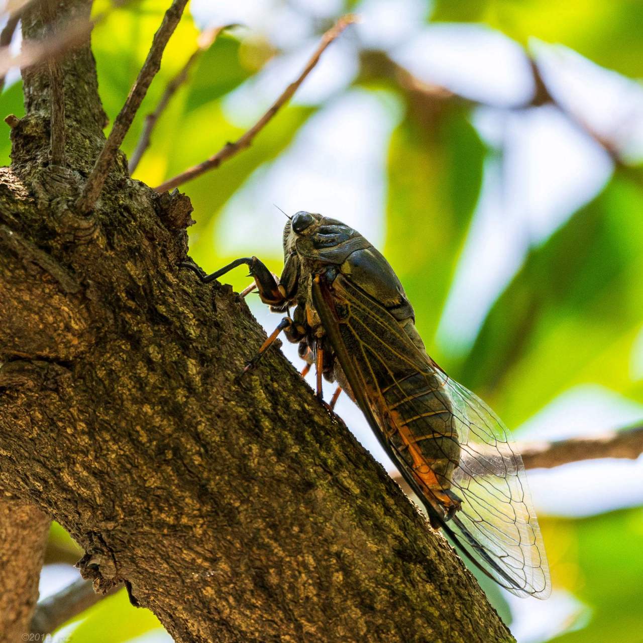 译文: 高树上蝉鸣叫声直入晚间浮云, 这声音将你我都带入忧愁之中.