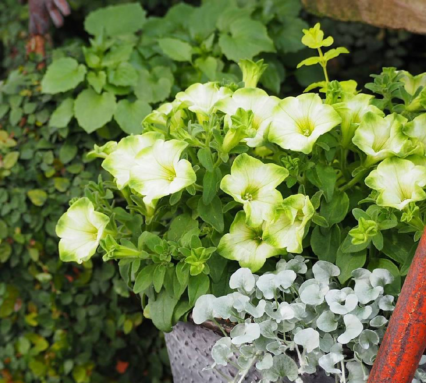 植物大赏|矮牵牛"绿美人"(奶油苏打水)  无性系矮牵牛的新品种"绿美人