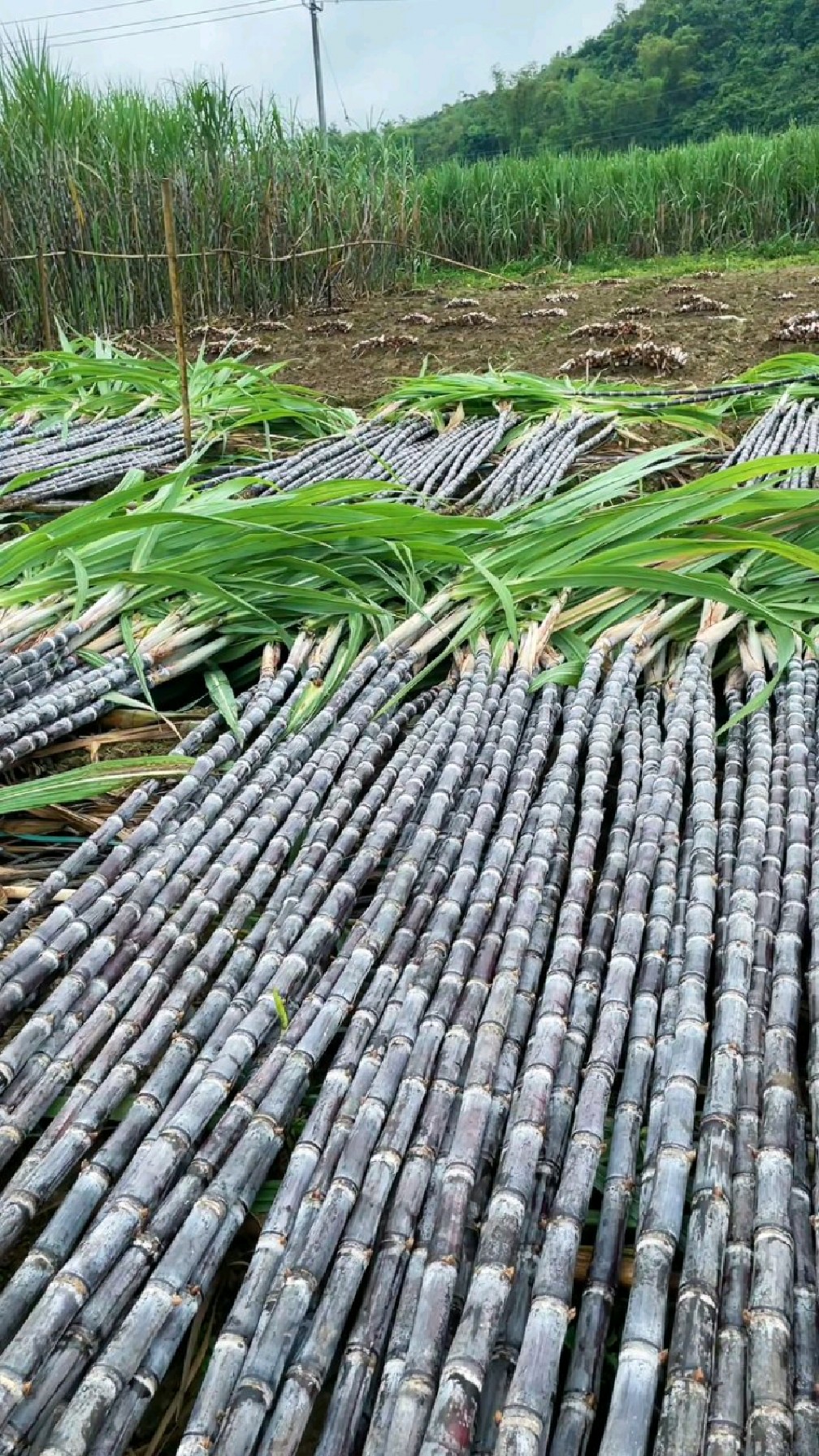 广西黑皮甘蔗采收现场,你们喜欢吃黑皮甘蔗还是白皮甘蔗或者是黄金