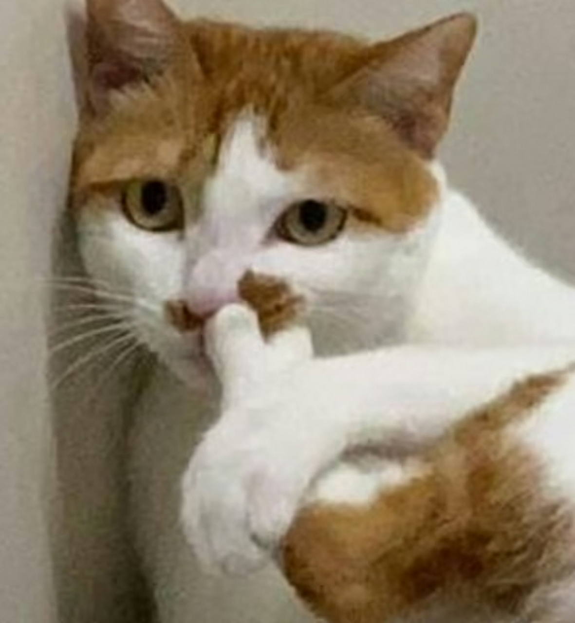 特异功能:用脚趾挖鼻孔 #搞笑# #趣图搞笑