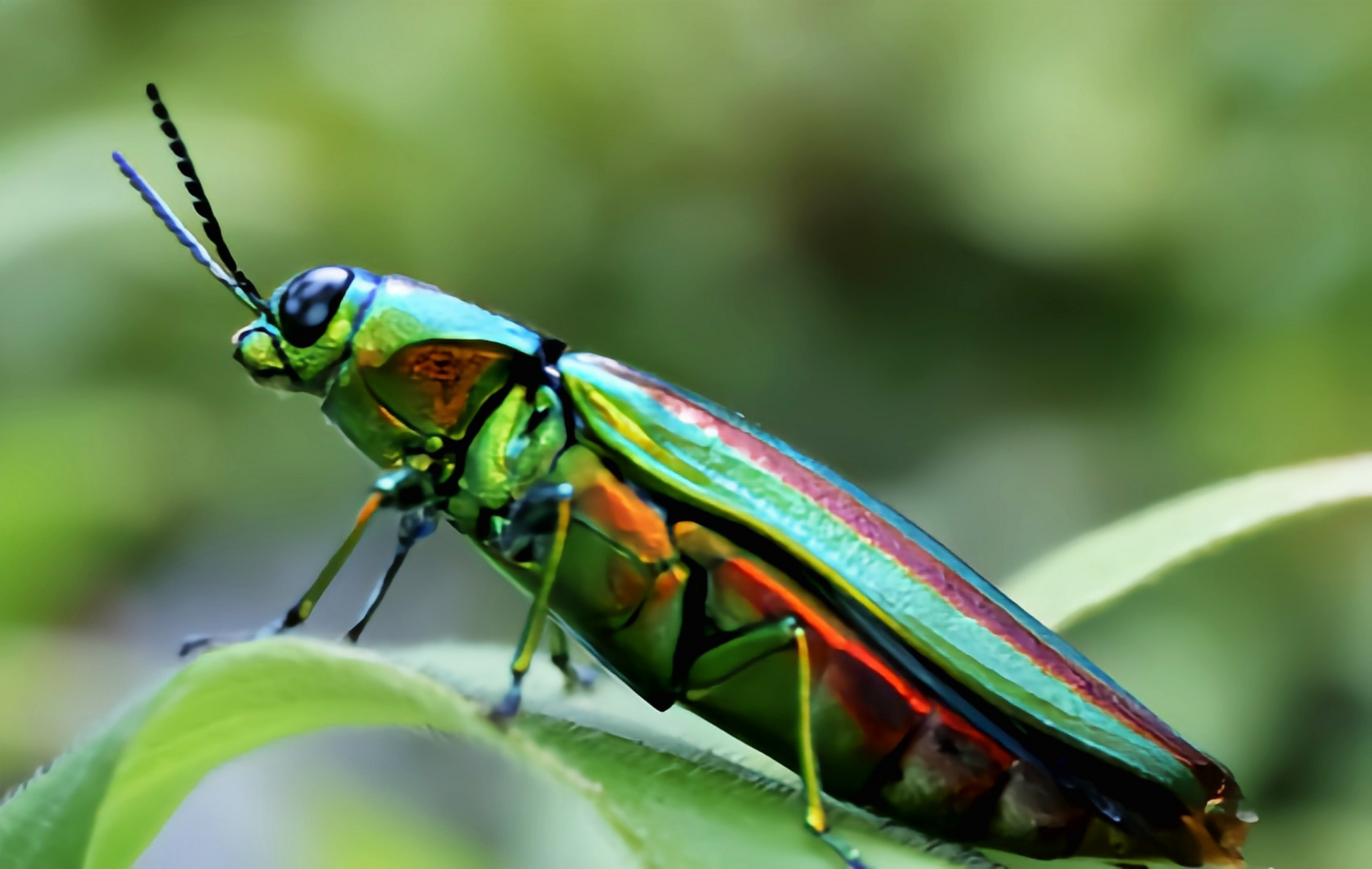 每天认识一种昆虫——桃金吉丁虫 桃金吉丁虫别名桃红吉丁虫,是鞘翅目