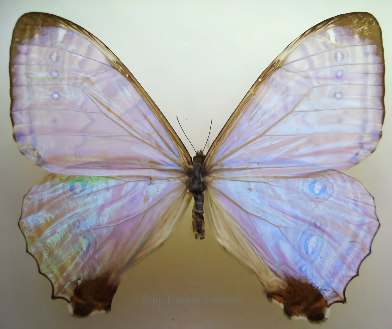 每天认识一种昆虫——夜光闪蝶 夜光闪蝶是蛱蝶科闪蝶属昆虫.翅羽展7.