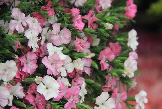 相思梅的花语寓意