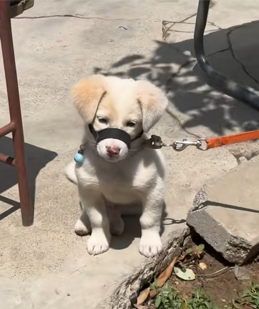 哈哈哈,这么小的狗子都被套上嘴套了,也不知道它犯了什么错![左捂脸]