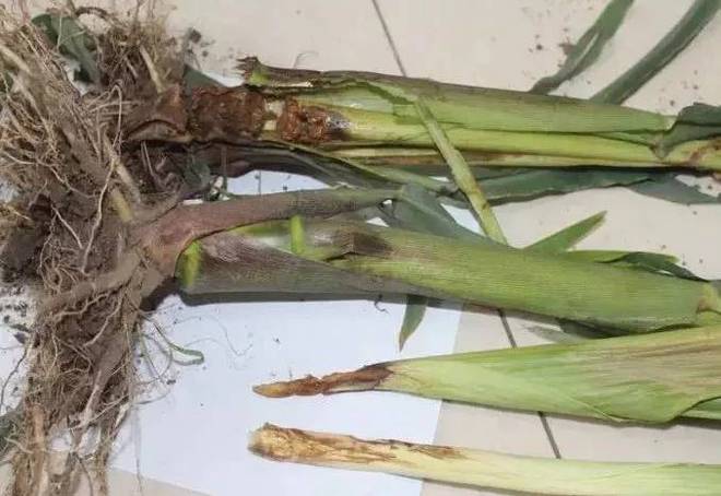 教你一招:说说玉米青枯病的预防方法