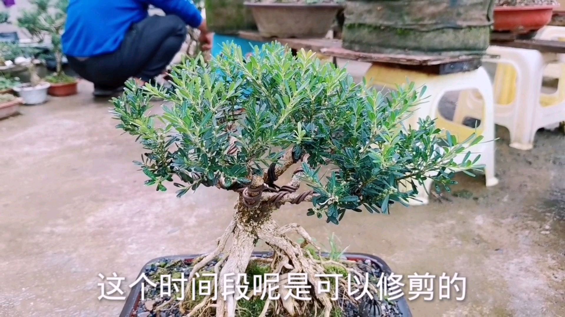 一颗普通的黄杨素材是如何变成盆景的