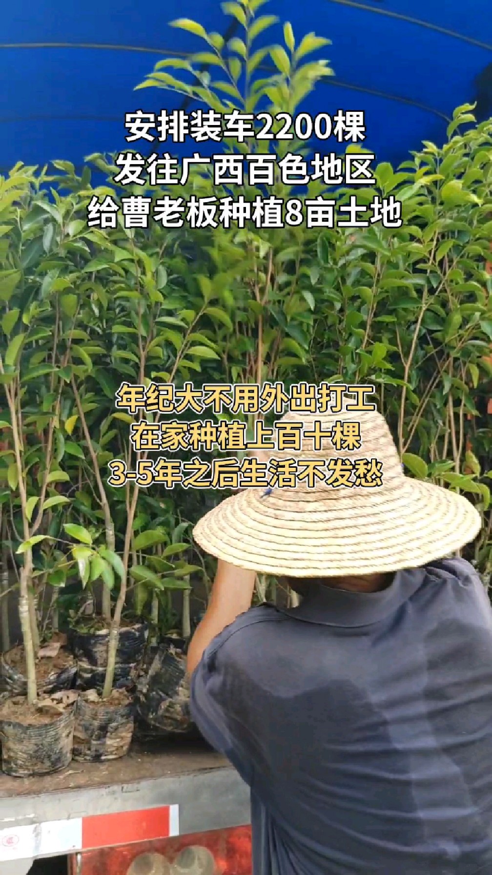 世上最名贵的植物,它就是奇楠沉香树,价值贵比黄金花梨.