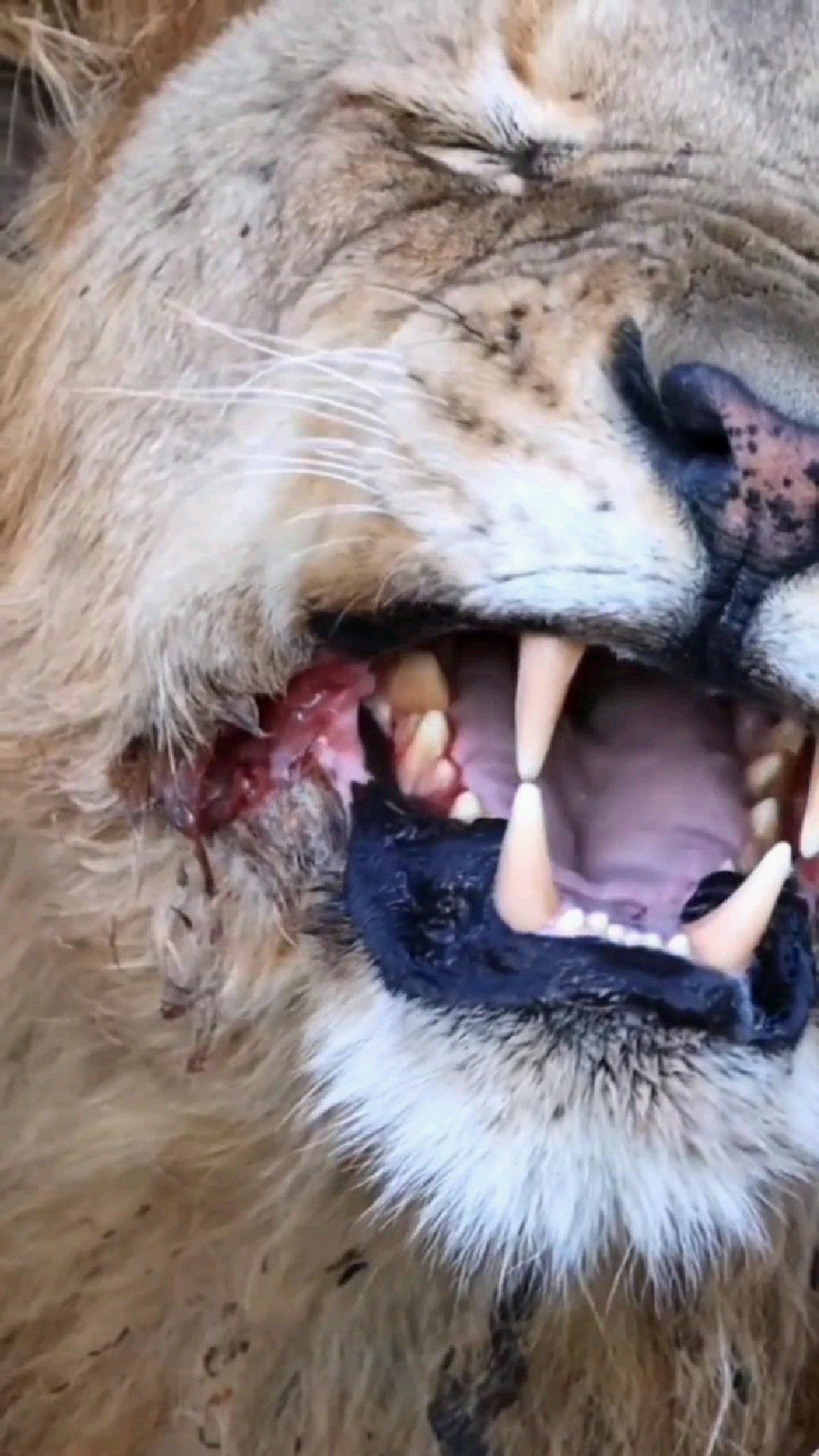 嘴角受伤的雄狮