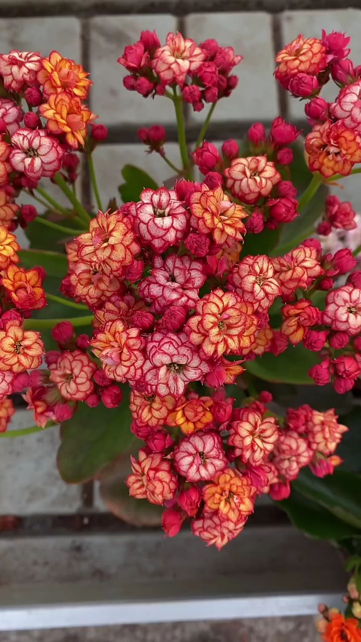 长寿花这个品种喜欢吗?名字叫,彩霞