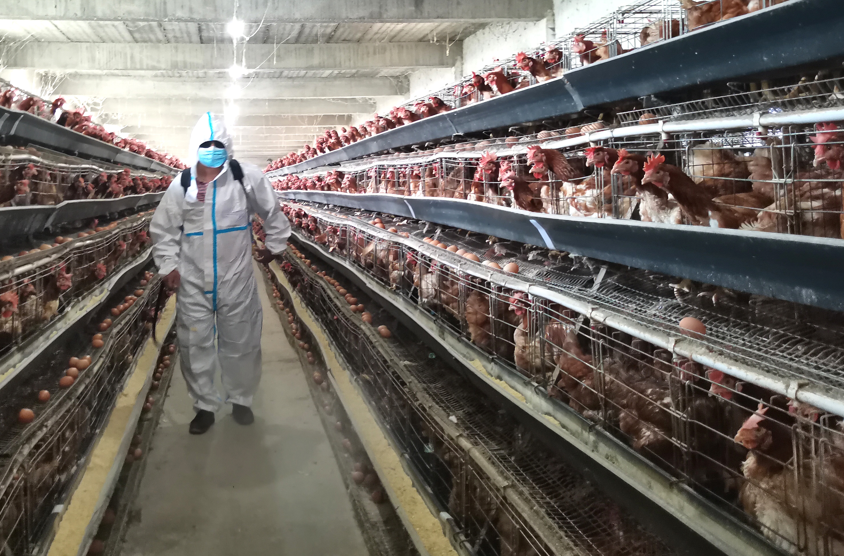 鸡拉的粪便带水怎么办