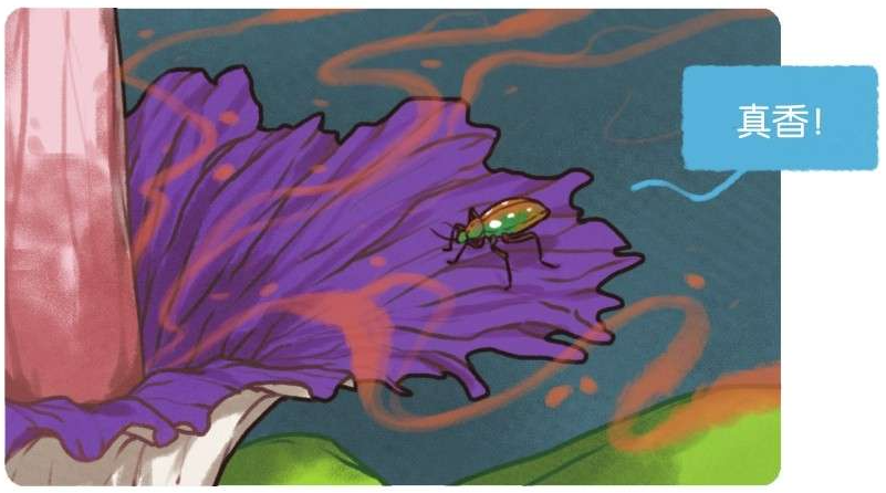 世界上最臭的花——泰坦魔芋花