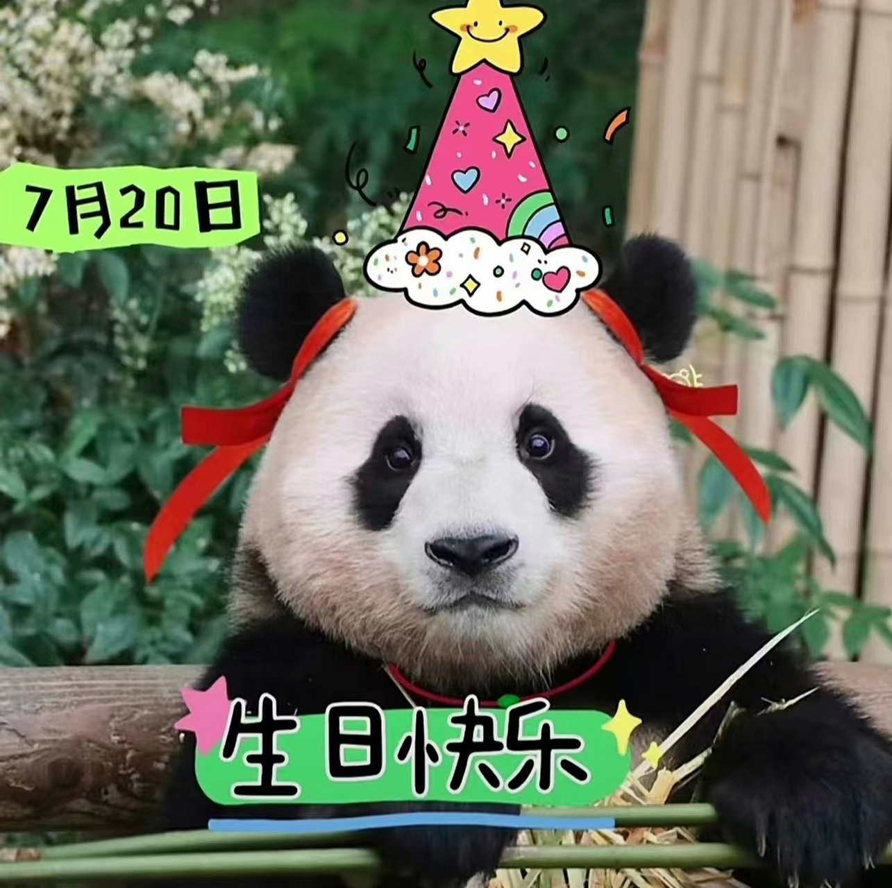大熊猫福宝前不久刚刚升级做了姐姐,这回又是福宝的生日,可谓双喜