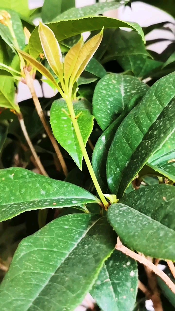 春季桂花树还不长新叶,赶紧做好这三件事