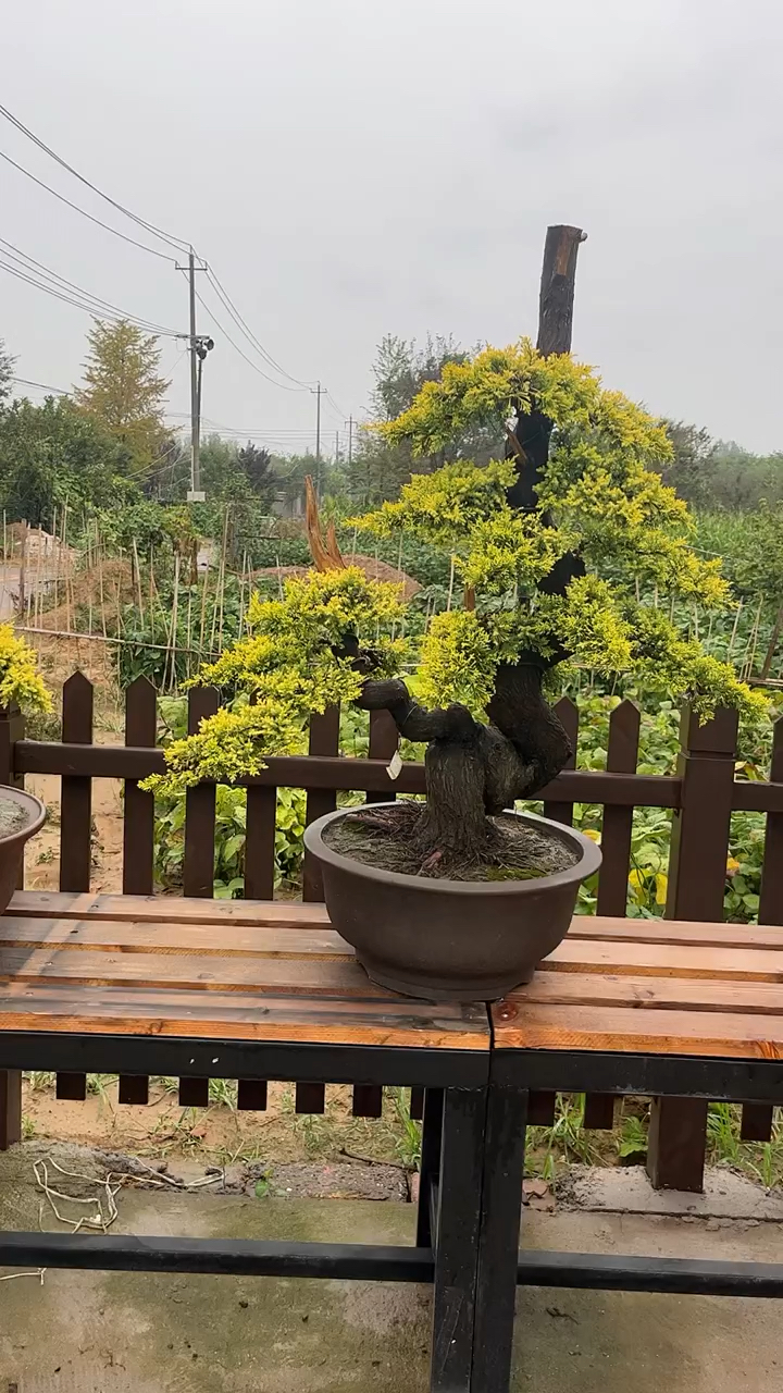 彻底黄透了 黄金真柏