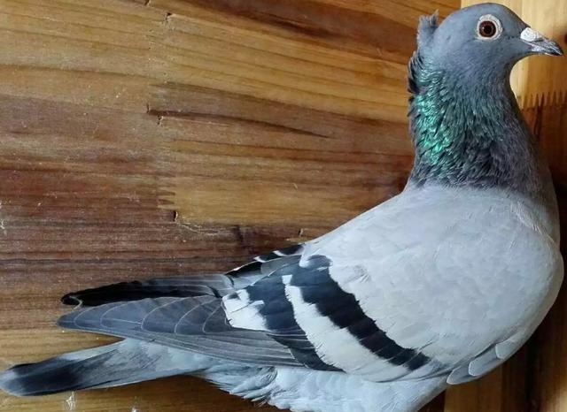 鸽子胸前翻毛是怎么回事?