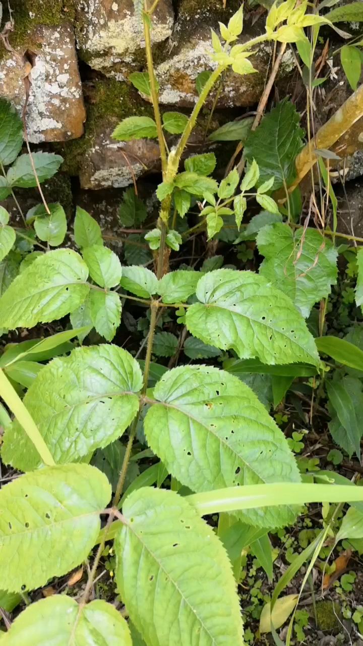 瑶山草药:乌不站