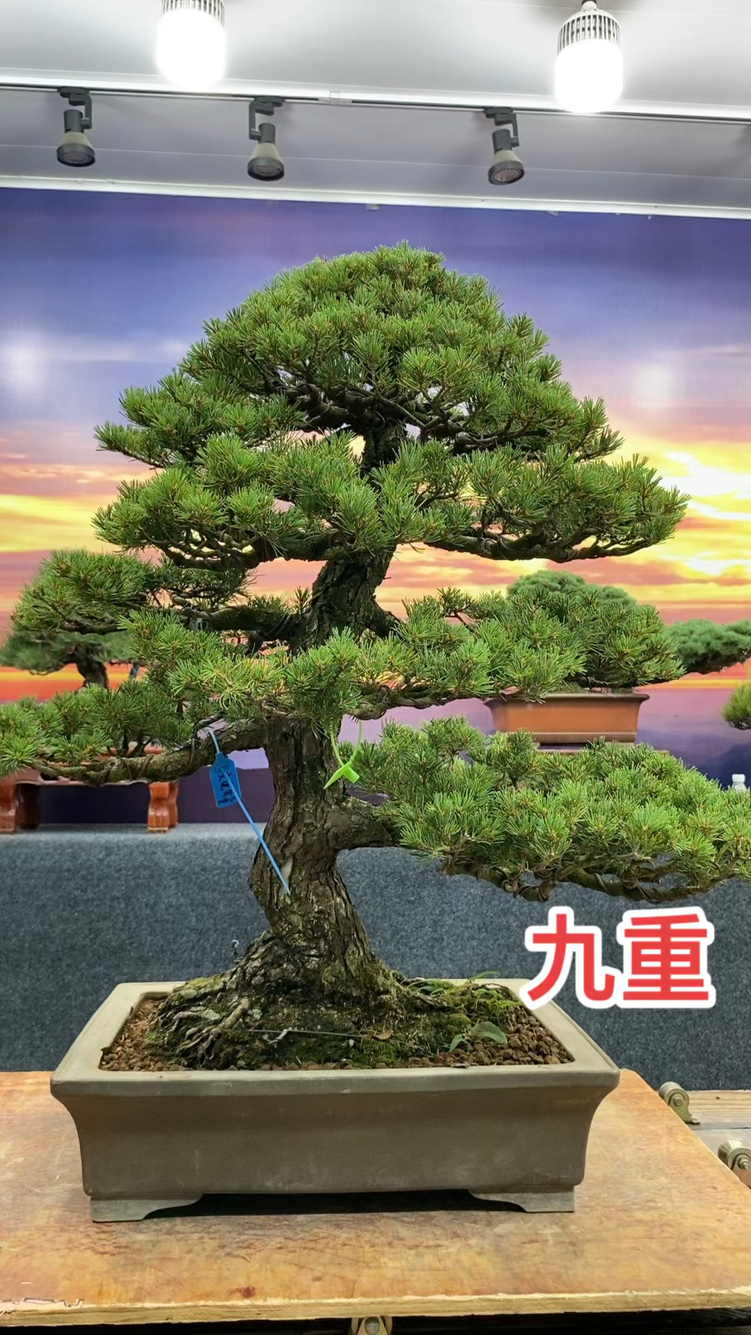 春花秋月 夏雨冬雪 九重大阪松初心不变